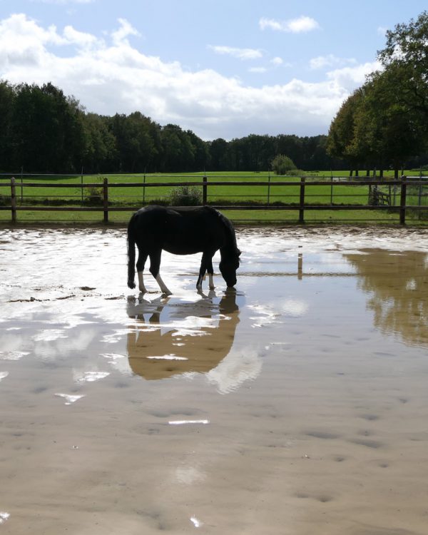 Machteld-paardenspiegel1